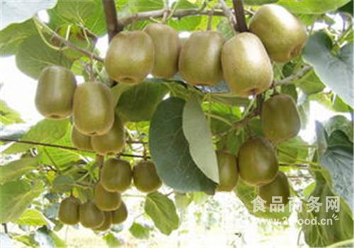 獼猴桃市場行情分析 熟粉價(jià)格走勢(shì)與產(chǎn)品報(bào)價(jià)參考